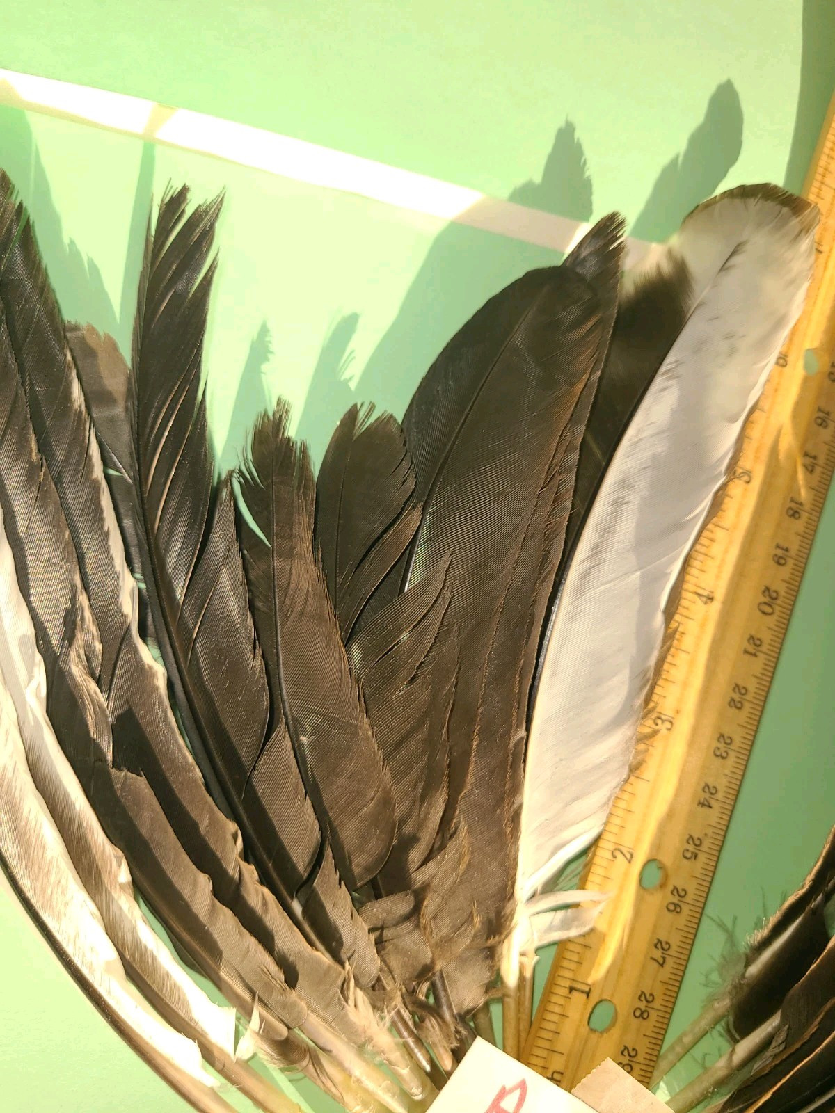 24 Chicken Feathers Wing Body Fly Tying crafts Hats cruelty-free A452