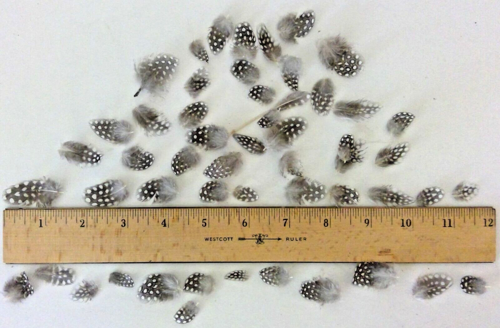 50 Tiny Natural Pearl Guinea Fowl Feathers +/- One Inch Long Cruelty-Free USA