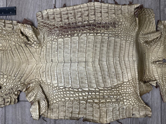 Low Grade Gold Caiman Crocodile belly Hide Leather Skin real alligator Croc 495