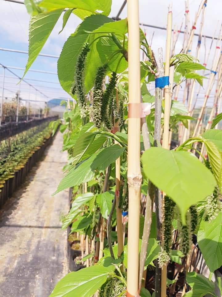 2 x “Mulberry” Himalayan Red cuttings From CYPRUS Island