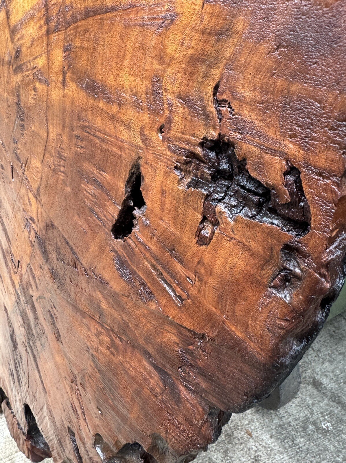 1296 Camphor burl wood turning blank ,hybrid Scale,Dried,52”x 27”x 2 1/4”