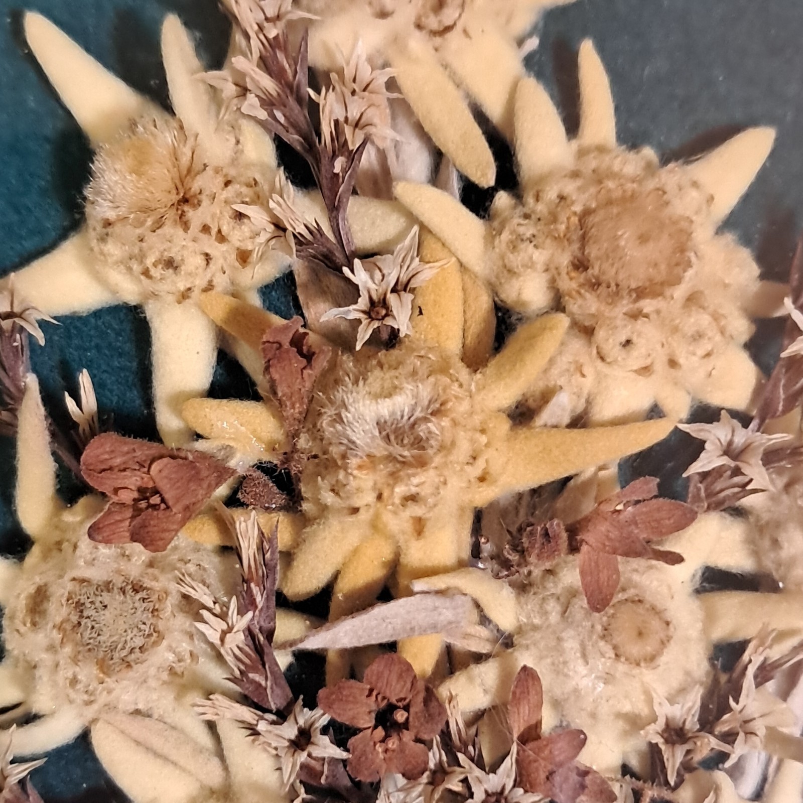 Framed Edelweiss Dried Flower Arrangement with Gold Frame, Multiple Plant Parts