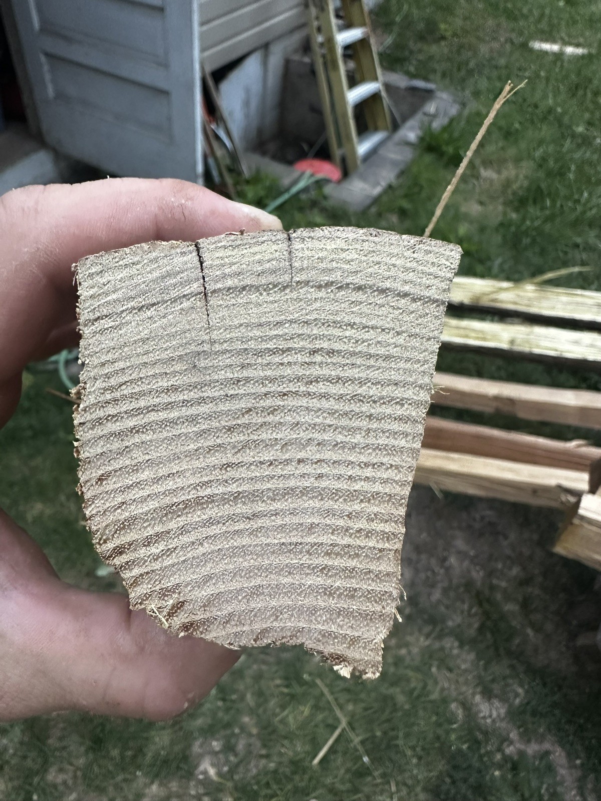 Premium Grade, Aged And Cured Black Locust Bow Staves