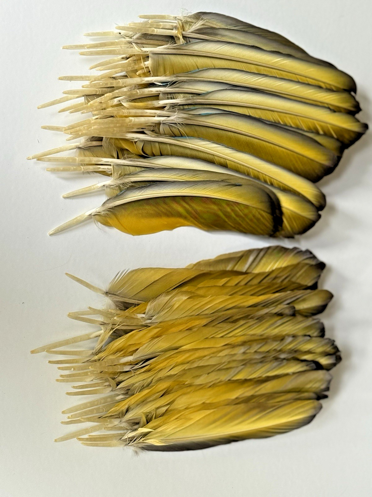 142 CLEAN Blue & Gold Macaw Assorted Wing Feathers Naturally Molted 13-9″