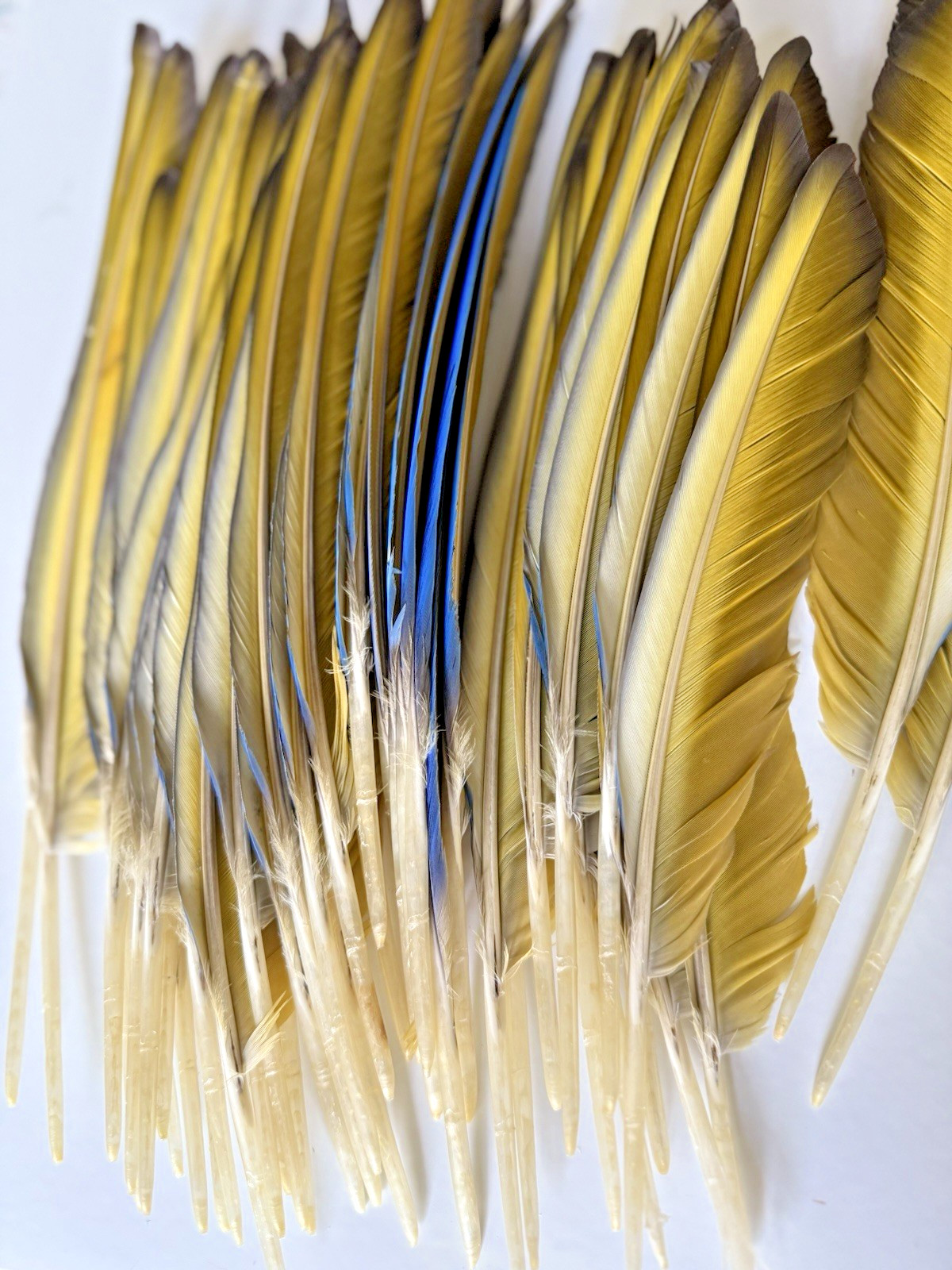 142 CLEAN Blue & Gold Macaw Assorted Wing Feathers Naturally Molted 13-9″