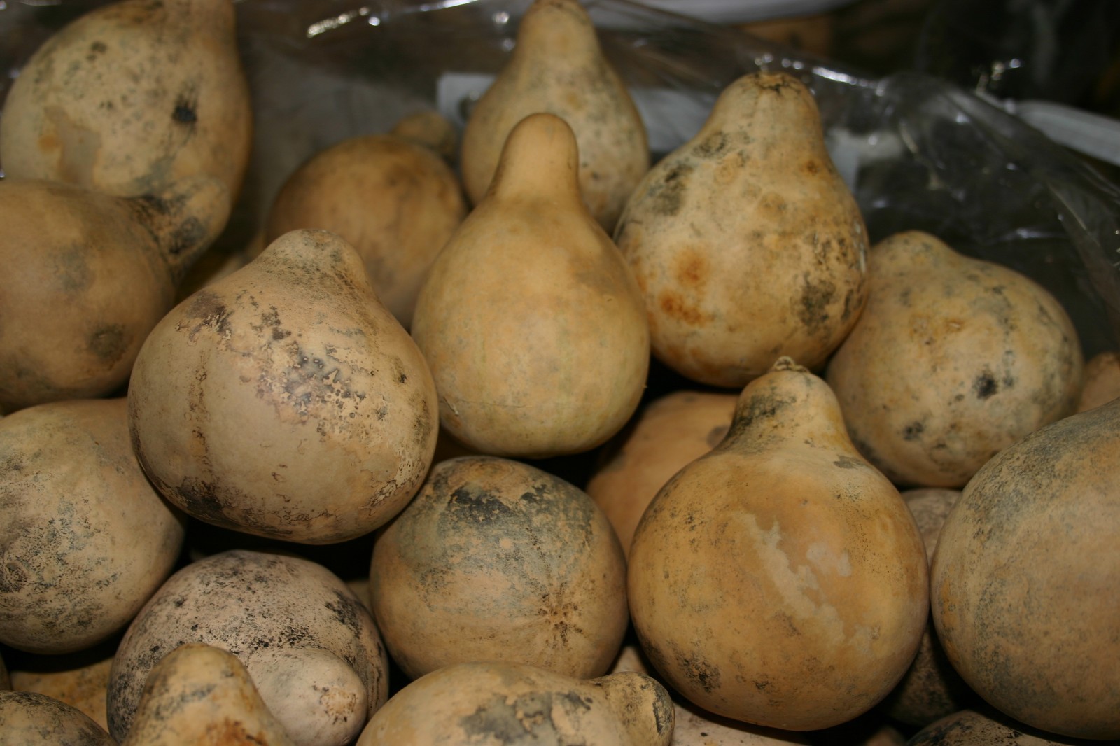 GOURDS 50 PEAR SHAPED GOURDS ( DRIED, CLEAN, & CRAFT READY)
