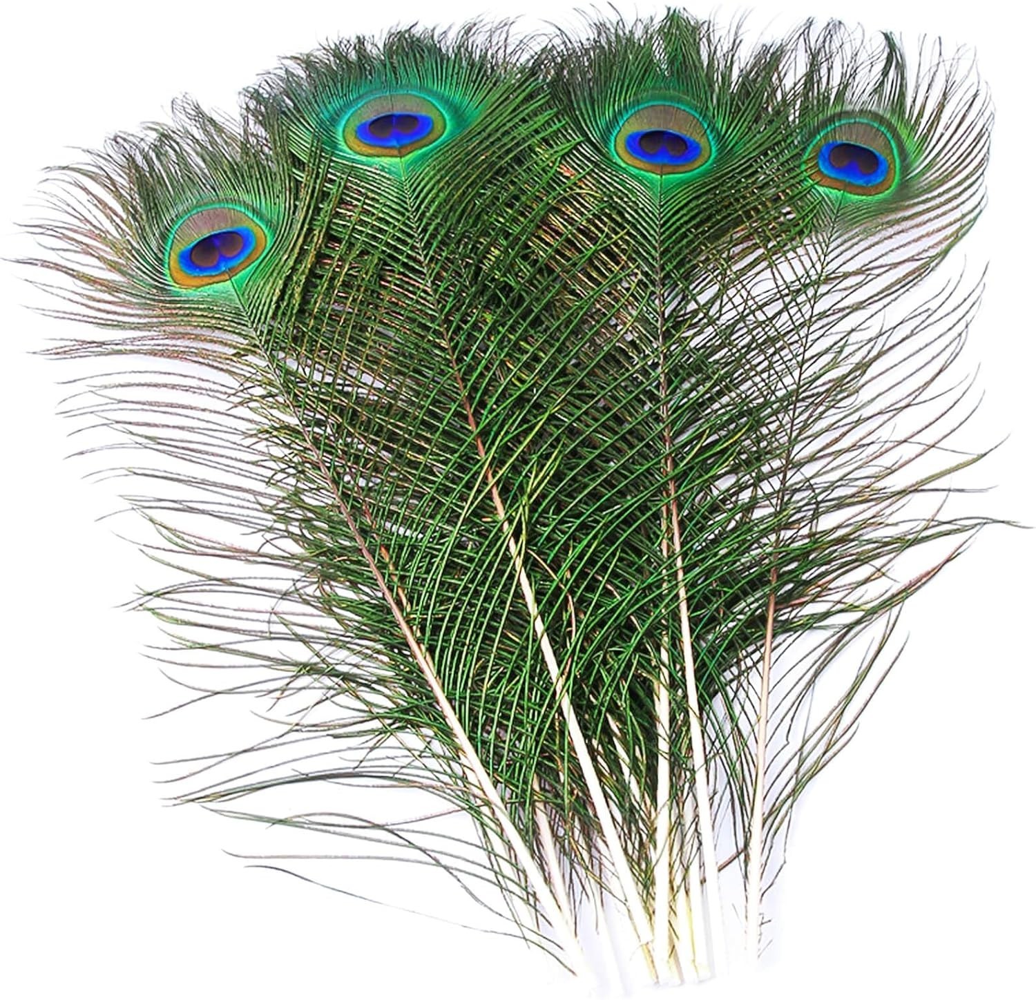 10 pcs Cruelty-Free Peacock Feathers (16-18in) – Unique Decor for Every Occasion