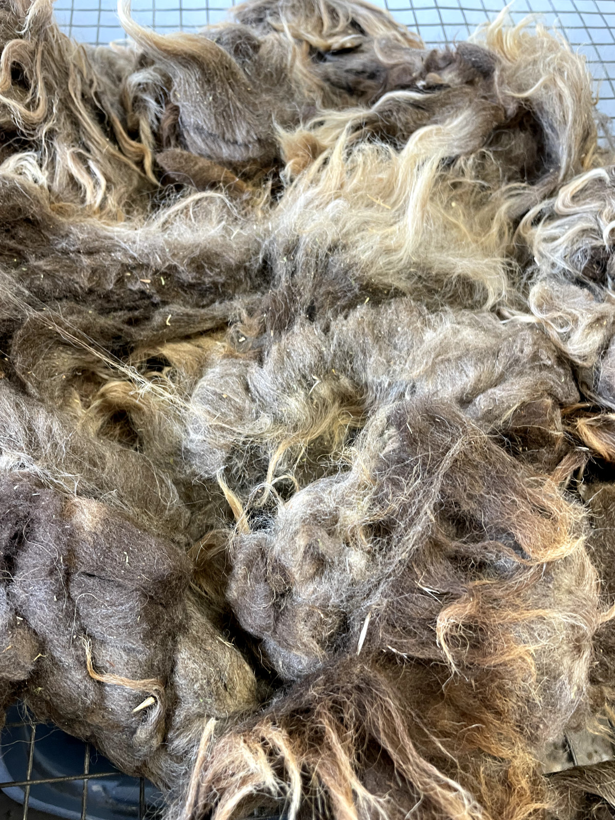 2+lbs Navajo Churro Sheep Wool fiber fleece spinning weaving felting locks hair