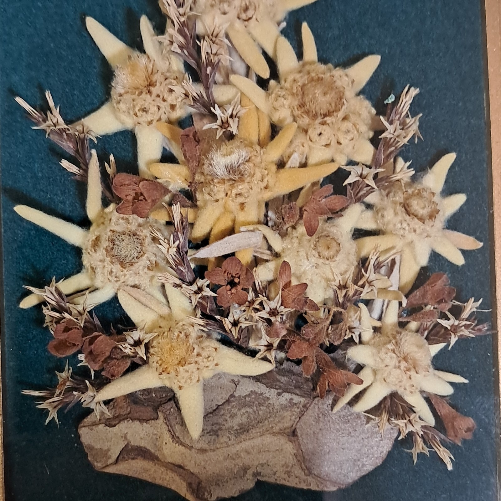 Framed Edelweiss Dried Flower Arrangement with Gold Frame, Multiple Plant Parts