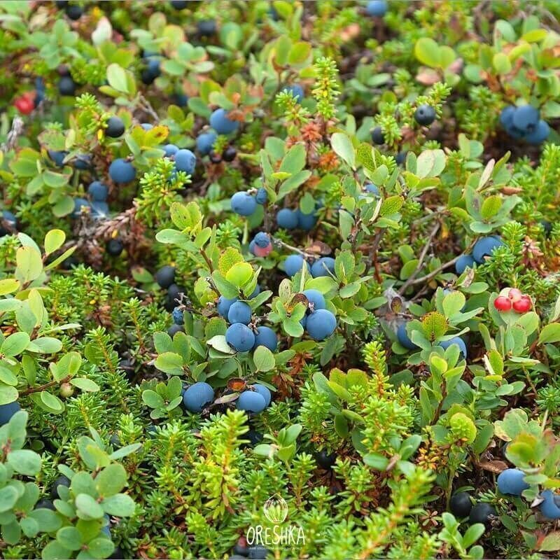 Bilberry seeds (Vaccinium myrtillus) 30 PCS / 300 PCS fresh seeds, organic seeds