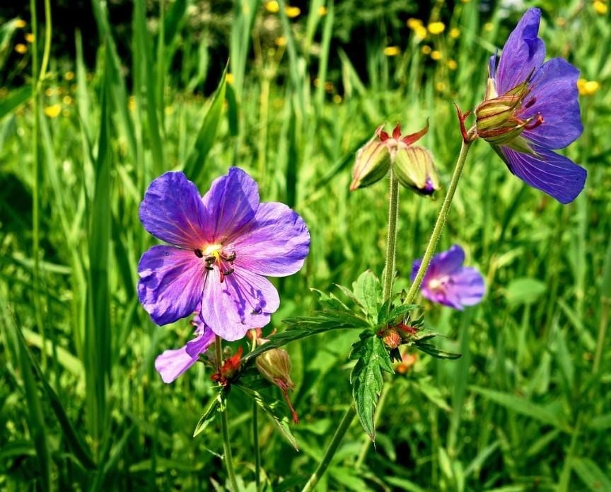 Wild Geranium Seeds (Geranium maculatum) Shady Pollinator Perennial Seeds