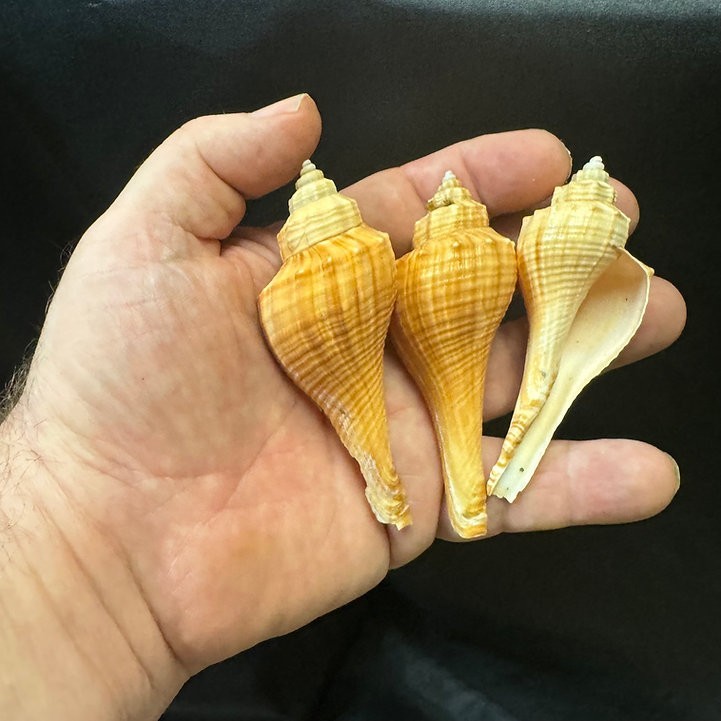 Fox Shells/B54 – 1.1 LB. (APPROX. 30 PCS) – $0.11/PIECE