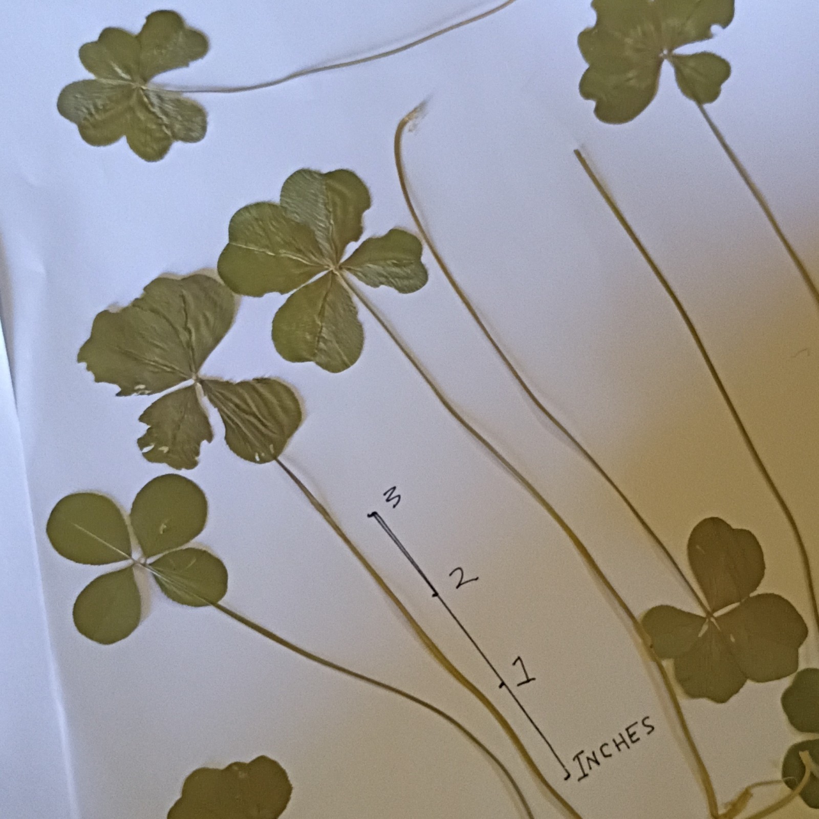 1 Pressed Dried Clover with Long Stems, Multiple Parts Craft Botanicals