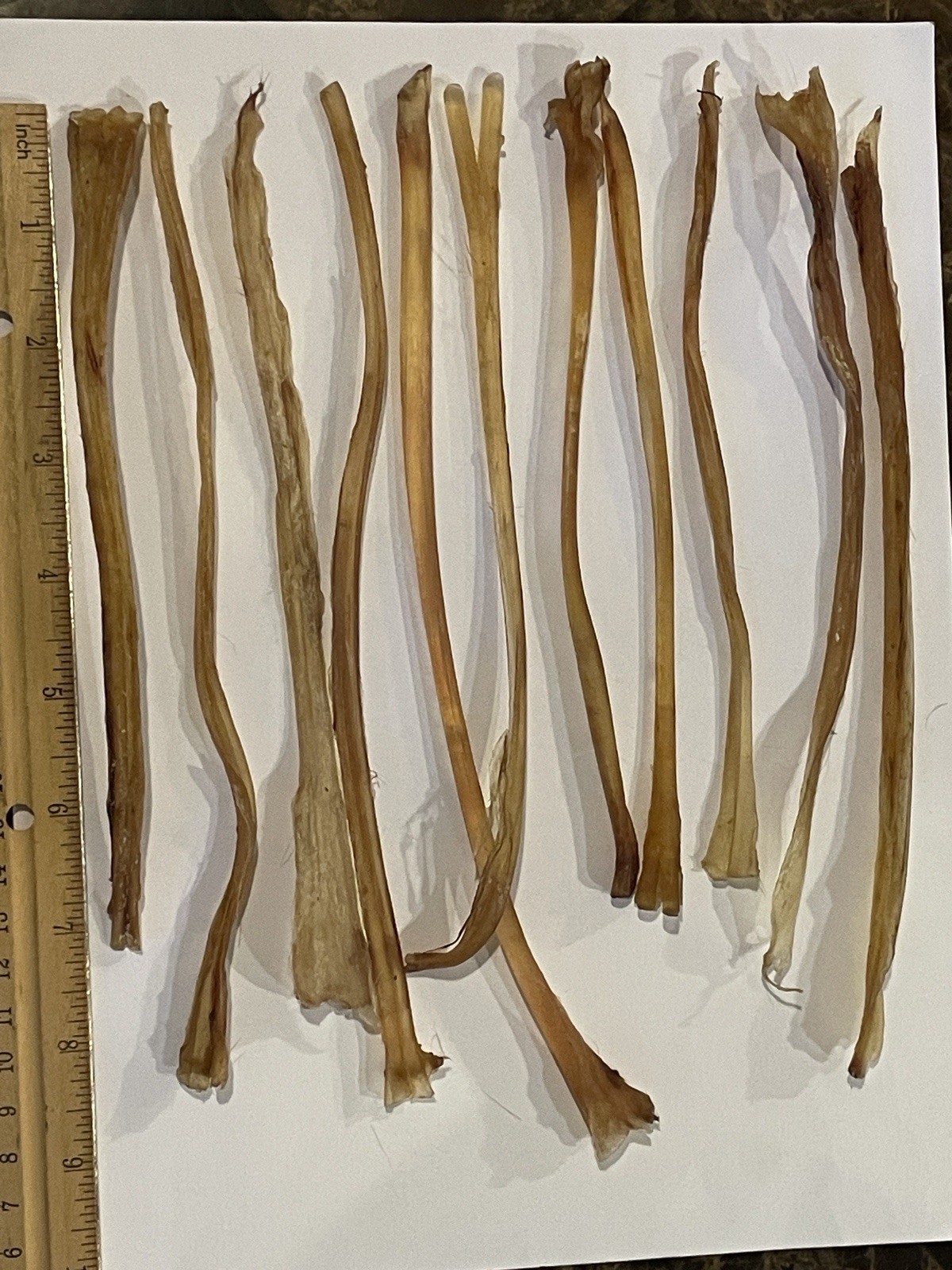 Deer Leg Sinew 11 Pieces Genuine Primitive Crafts Bow Arrow Native Authentic US