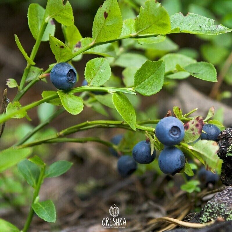 Bilberry seeds (Vaccinium myrtillus) 30 PCS / 300 PCS fresh seeds, organic seeds
