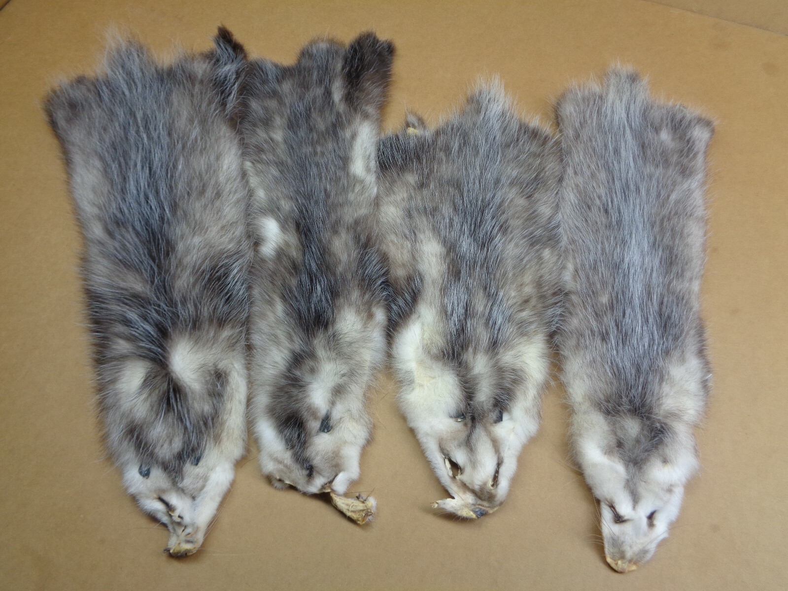 Professionally Tanned #2 L Opossum Hide/Furs/Taxidermy/Crafts/Real USA Furs