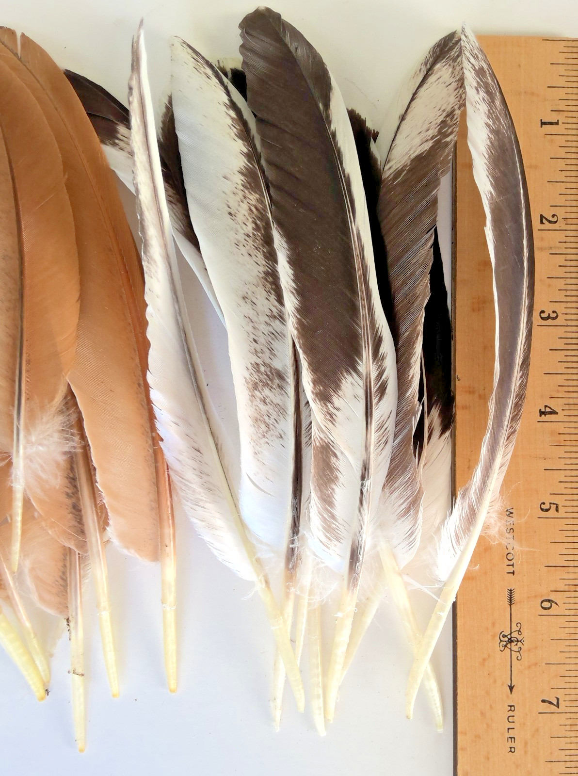 Lot of 50 Various Hen Chicken Wing Tail Quill Feathers ~ 5″- 7″ Cruelty-Free USA