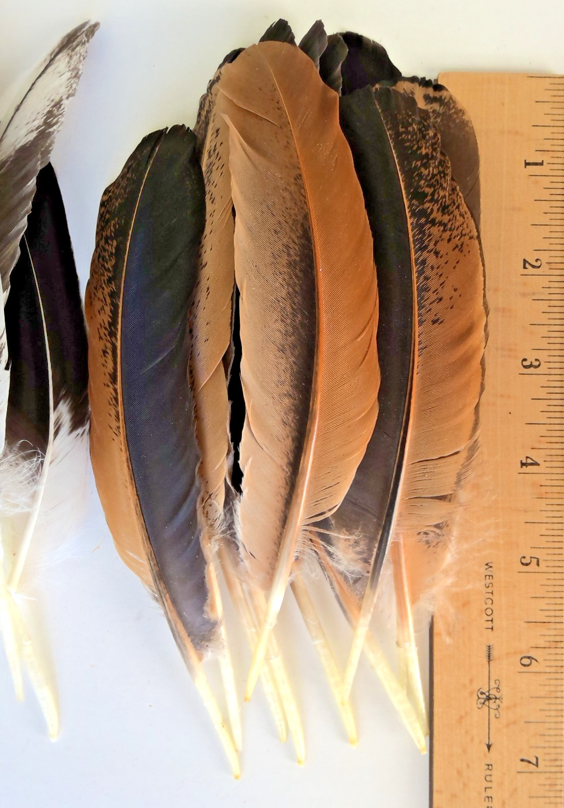 Lot of 50 Various Hen Chicken Wing Tail Quill Feathers ~ 5″- 7″ Cruelty-Free USA