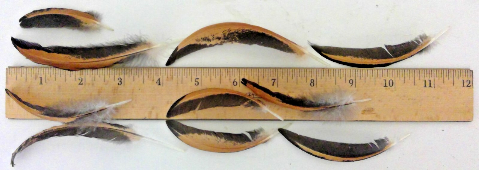 20 Wyandotte Chicken Hen 2-5″ Wing Body Feathers Cruelty-Free Black Orange-Gold1