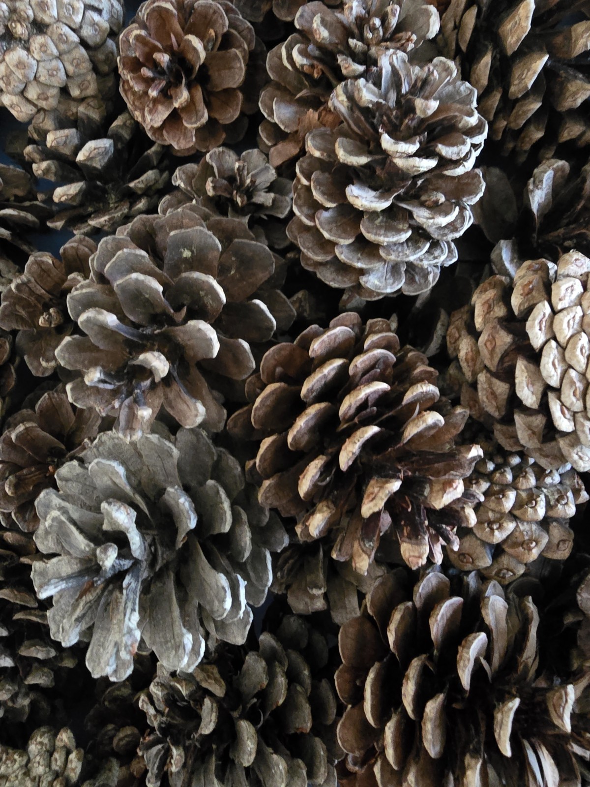 Heritage Harvest Company Assorted Pine Cones Bag – Craft & Decorative Pinecones