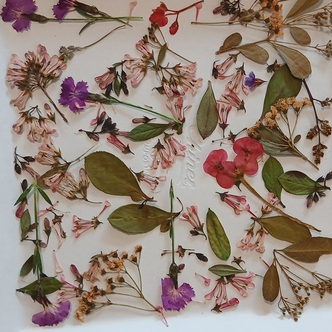 Pressed Dried Mixed Flowers & Leaves Assortment, Multiple Parts, Craft Use