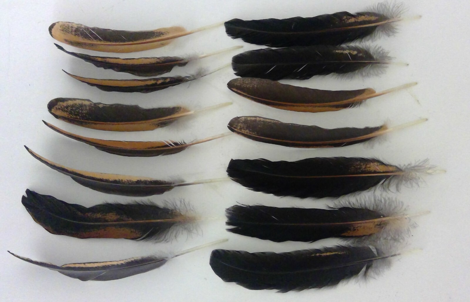 15 Wyandotte Chicken Hen 6+” Wing Tail Feathers Cruelty-Free Black Orange-Gold 1