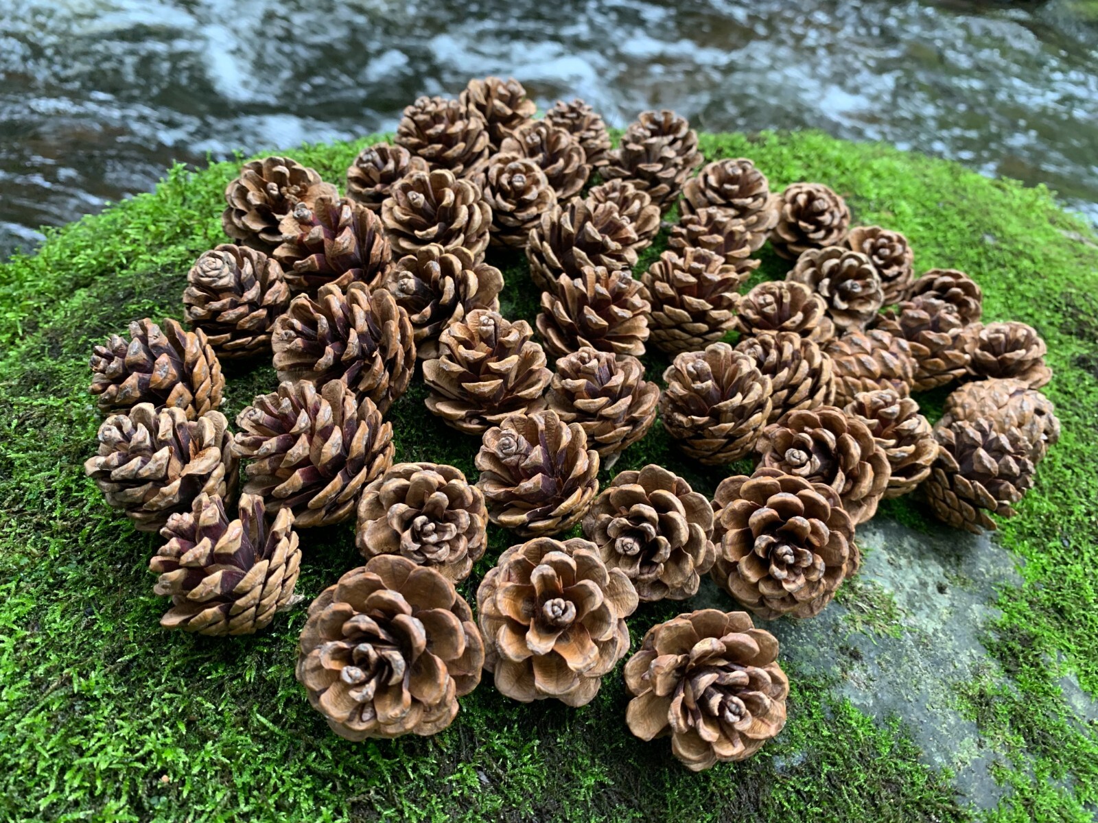Pine Cones, Smaller, Red Pine, 50 count, Beautiful Brown Cones