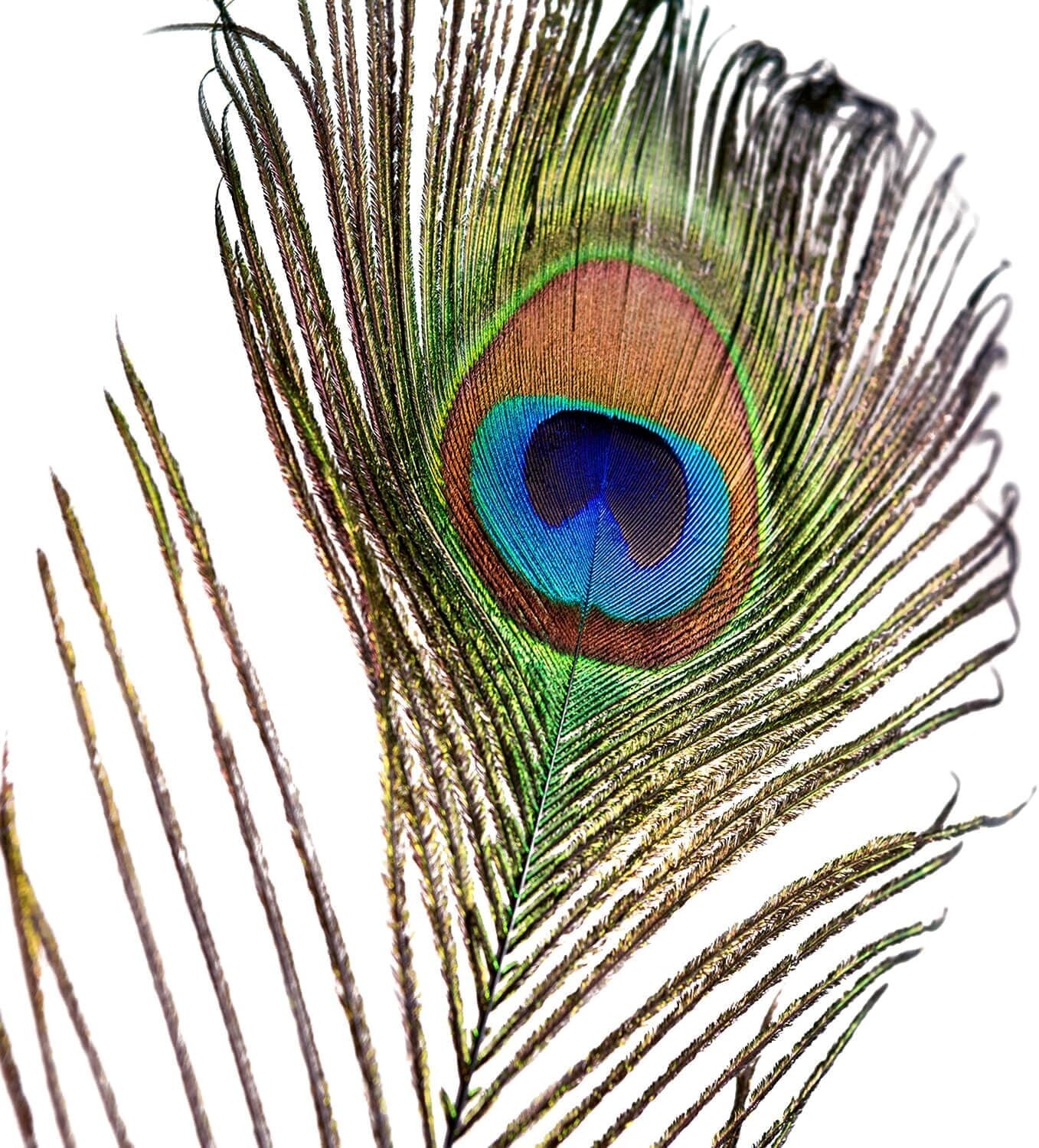 Bulk 100 pcs Cruelty-Free Peacock Feathers (10-12 Inch) for Creative Crafts