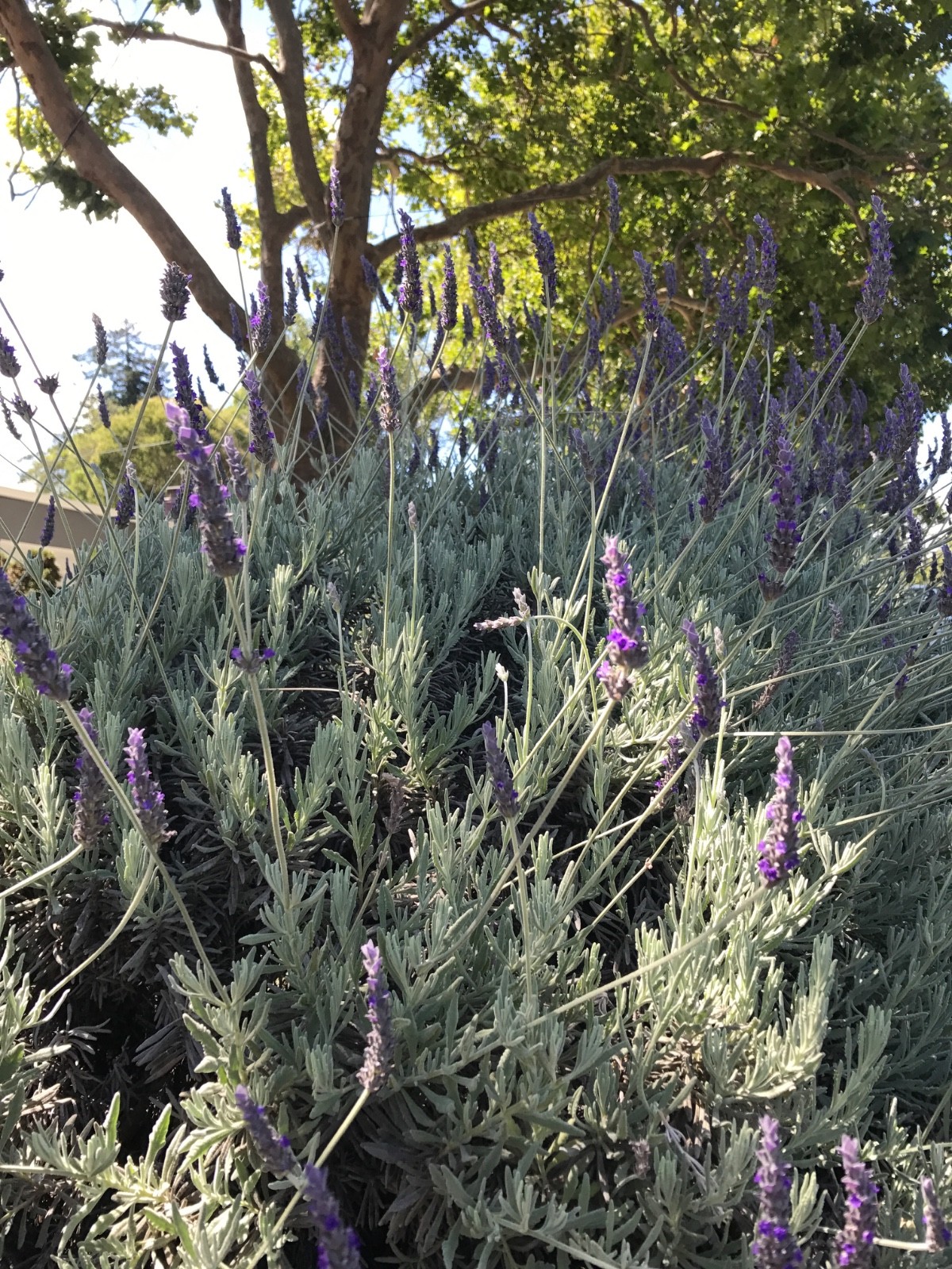 USA California Organic Natural Air Dried Lavender 25+ Flowers