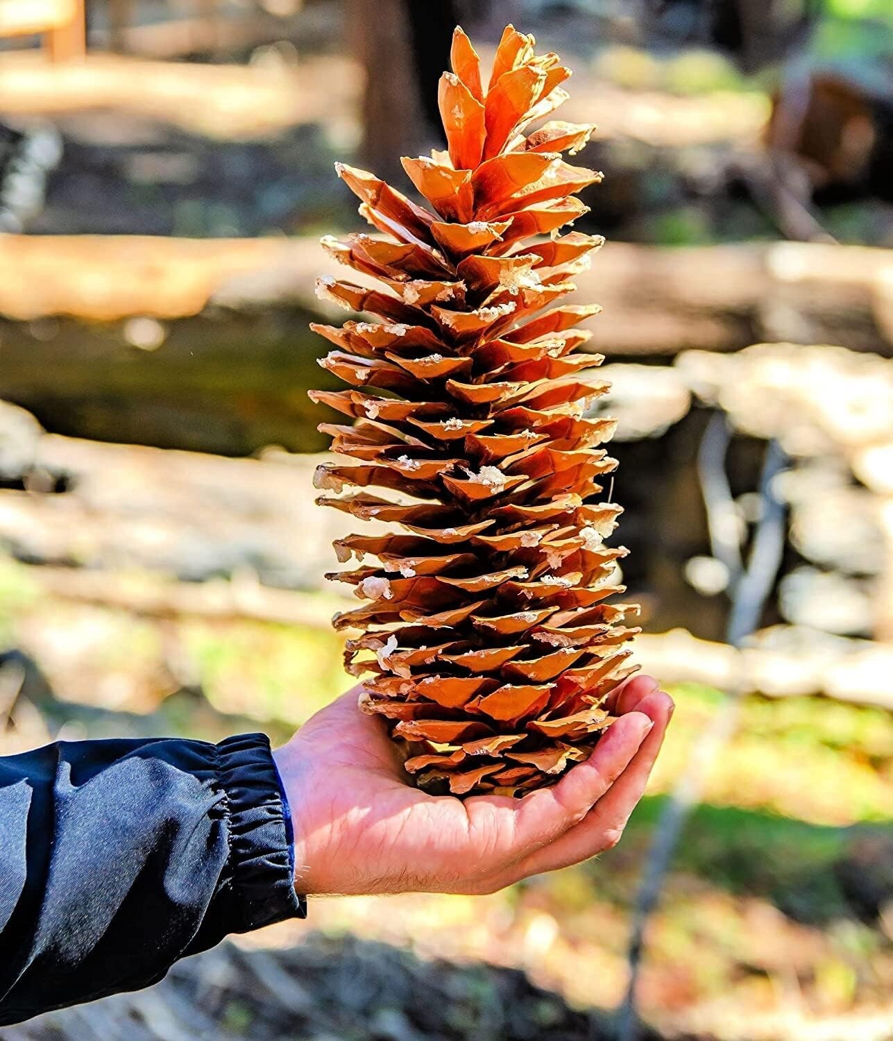 Sugar Pine Cones – Biggest Pine Cones, Great for Seasonal Decoration, 10-14 inch
