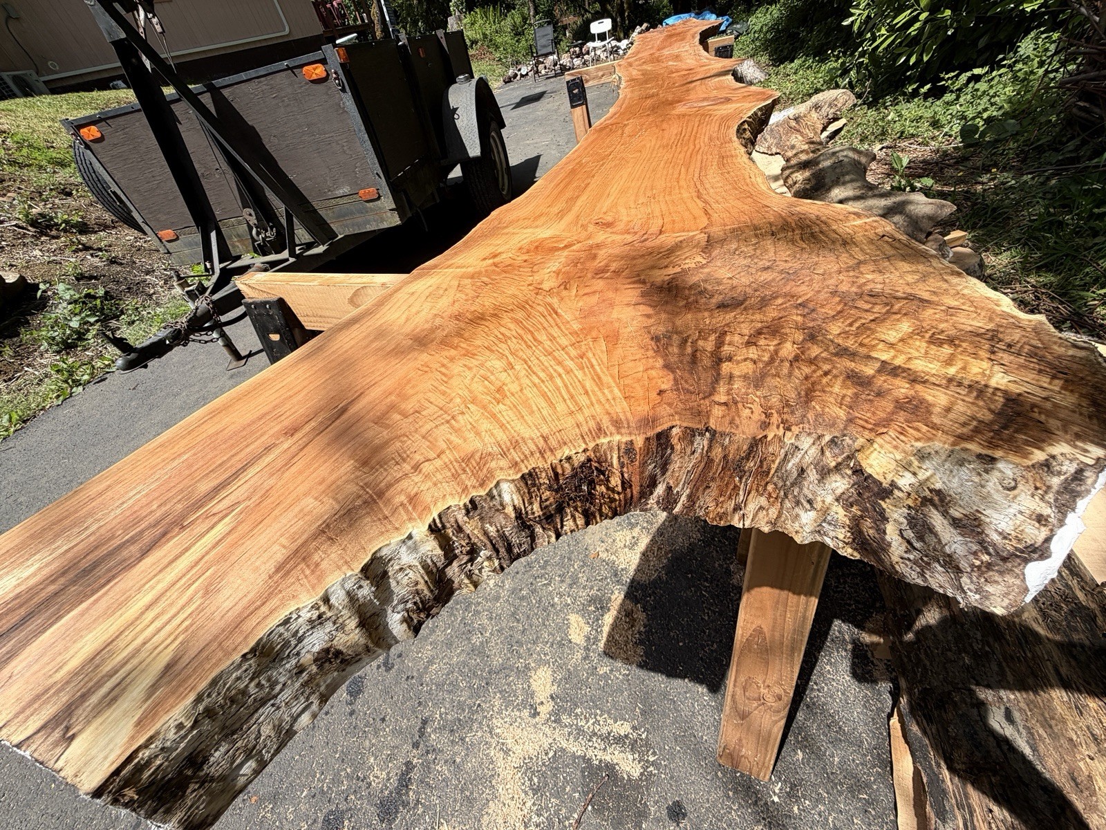 13’ Live Edge Big Leaf Maple Slab Highly Figured Low Moisture Delivery Options