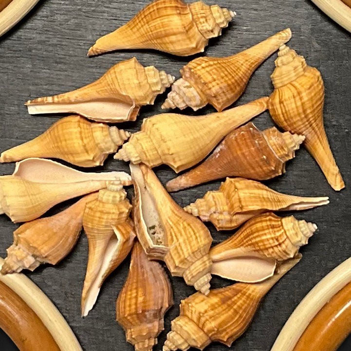 Fox Shells/B54 – 1.1 LB. (APPROX. 30 PCS) – $0.11/PIECE