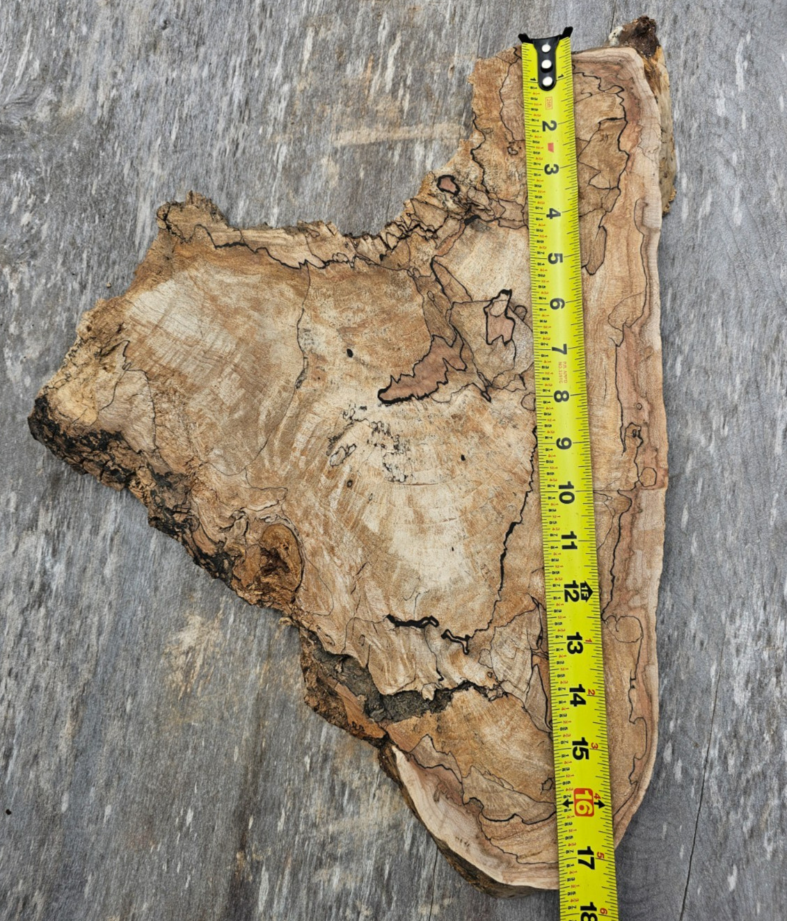 Natural Edge Ink Line Spalted Maple Slab
